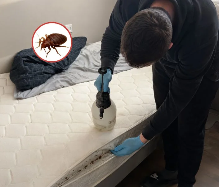 Technicien traitant un matelas contre les punaises de lit à Montereau-Fault-Yonne